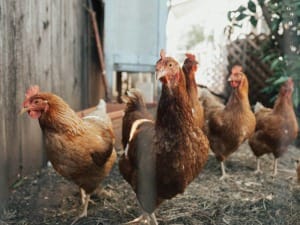 A picture showing multiple chickens walking around outside.